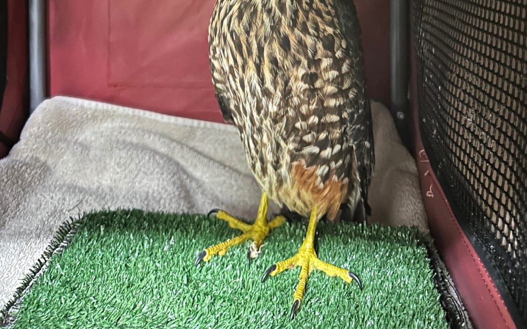 The Kārearea found injured on a rural highway near Lake Tekapo