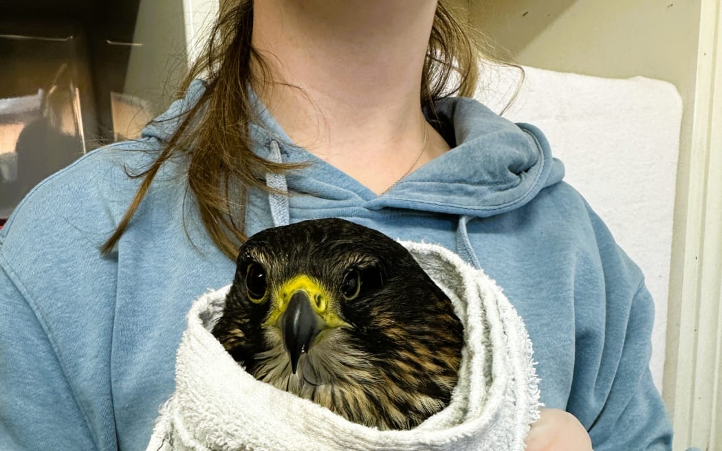 The Kārearea found injured on a rural highway near Lake Tekapo