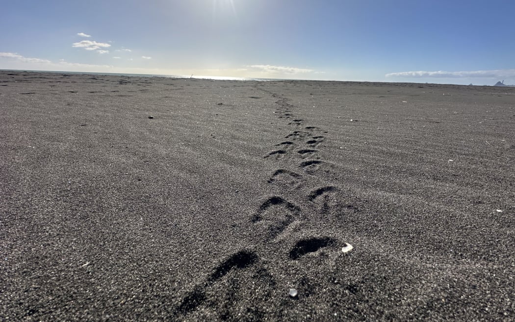 Kororā footprints