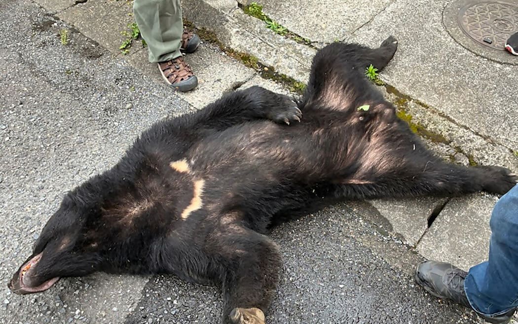 This handout photo taken and released by Utsunomiya City Hall to Jiji Press on June 9, 2026 shows a bear captured in Utsunomiya City, Tochigi Prefecture. A bear roaming the streets of a Japanese city for days forced the closure of nearly 100 schools, as dozens of hunters and officials searched for the animal. (Photo by Utsunomiya City Hall via Jiji Press / AFP) / Japan OUT / --- RESTRICTED TO EDITORIAL USE - MANDATORY CREDIT