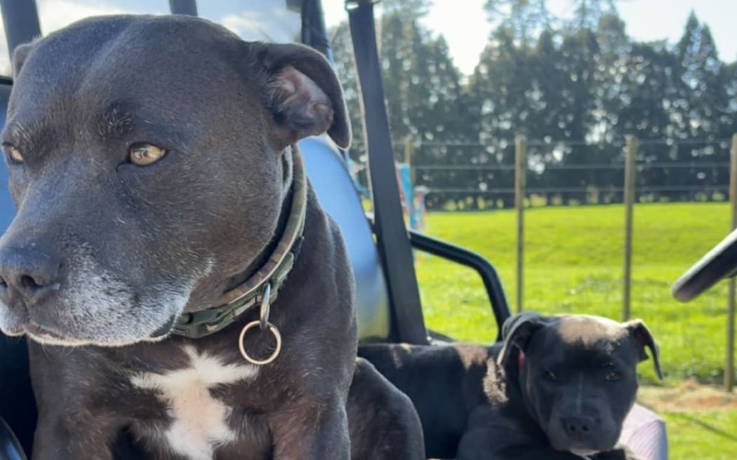 Missing dogs Cash and Chillie.