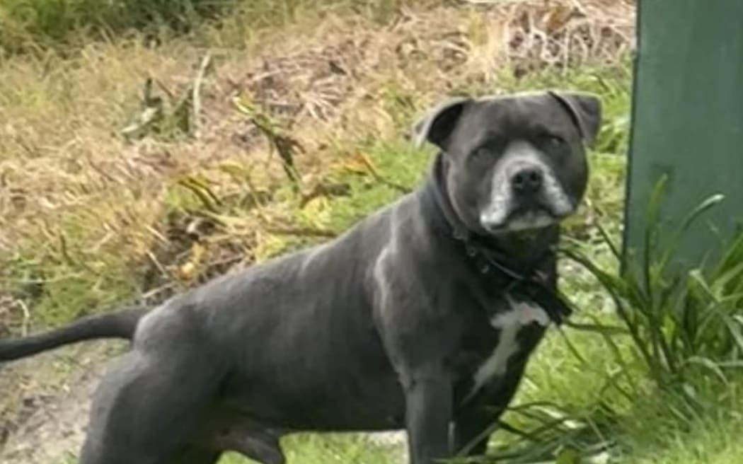 Missing dogs Cash and Chillie.