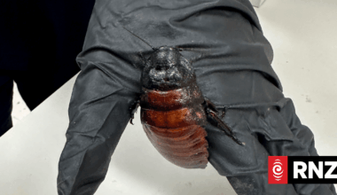 Australia seizes 100,000 cockroaches in bug-breeder bust