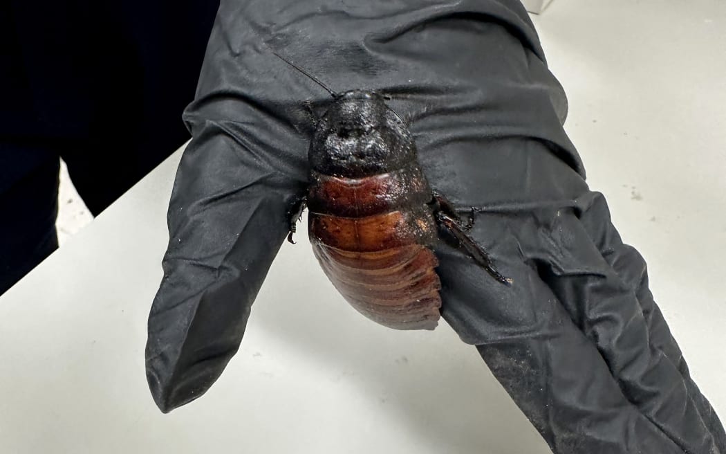 A handout photo taken on May 26, 2026 and received on June 5, 2026 from the Australian Department of Climate Change, Energy, Environment and Water (DCCEEW) shows some of the 100,000 contraband cockroaches found in a raid on a commercial breeder in the town of Bathurst, west of Sydney. Wildlife officers have busted an illegal cockroach-breeding operation in rural Australia, seizing a skin-crawling haul worth $100,000 (71,000 US dollars) on the black market for exotic bugs. They found Madagascar
