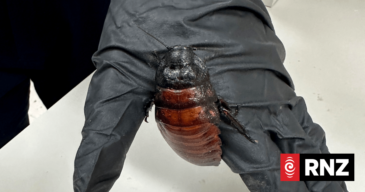 Australia seizes 100,000 cockroaches in bug-breeder bust