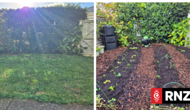 Country Life's Garden Diaries: From lawn to leafy greens