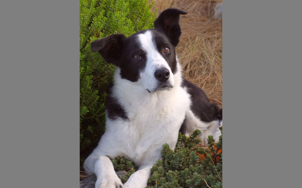 Hebe the Border Collie.