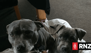 Tauranga family's emotional support dogs feared to be stolen