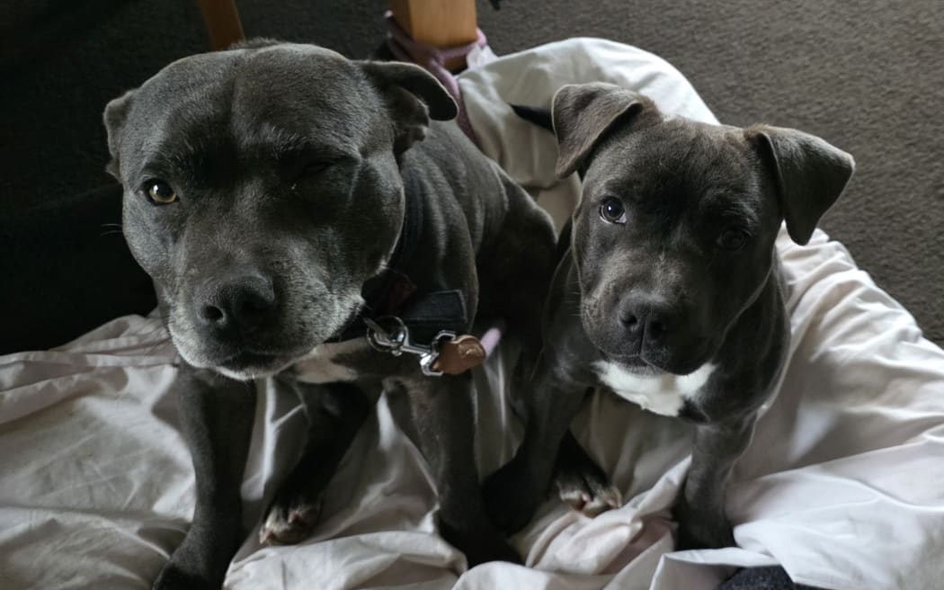 Missing dogs Cash and Chillie.