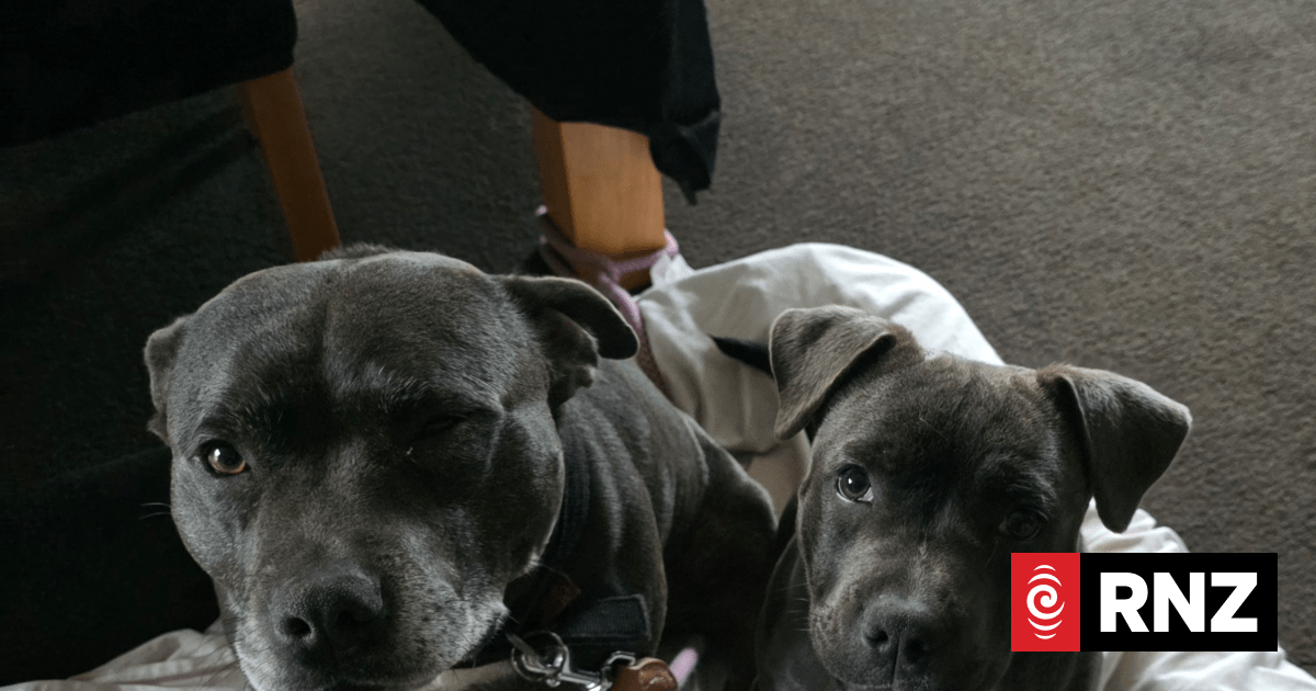 Tauranga family's emotional support dogs feared to be stolen