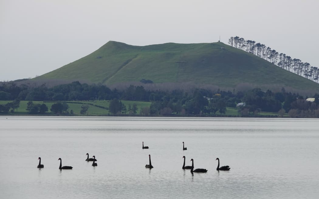 Large numbers of swans add to the lake’s pollution woes.