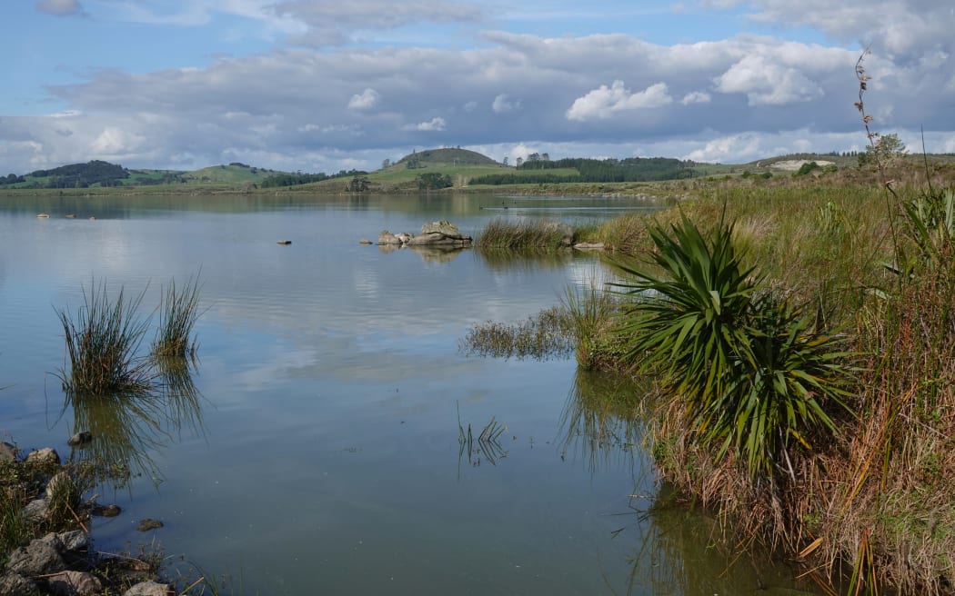 The shoreline of Lake Ōmāpere near the outlet.
