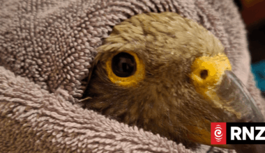 DOC looking for person who intentionally shot young kea in Golden Bay