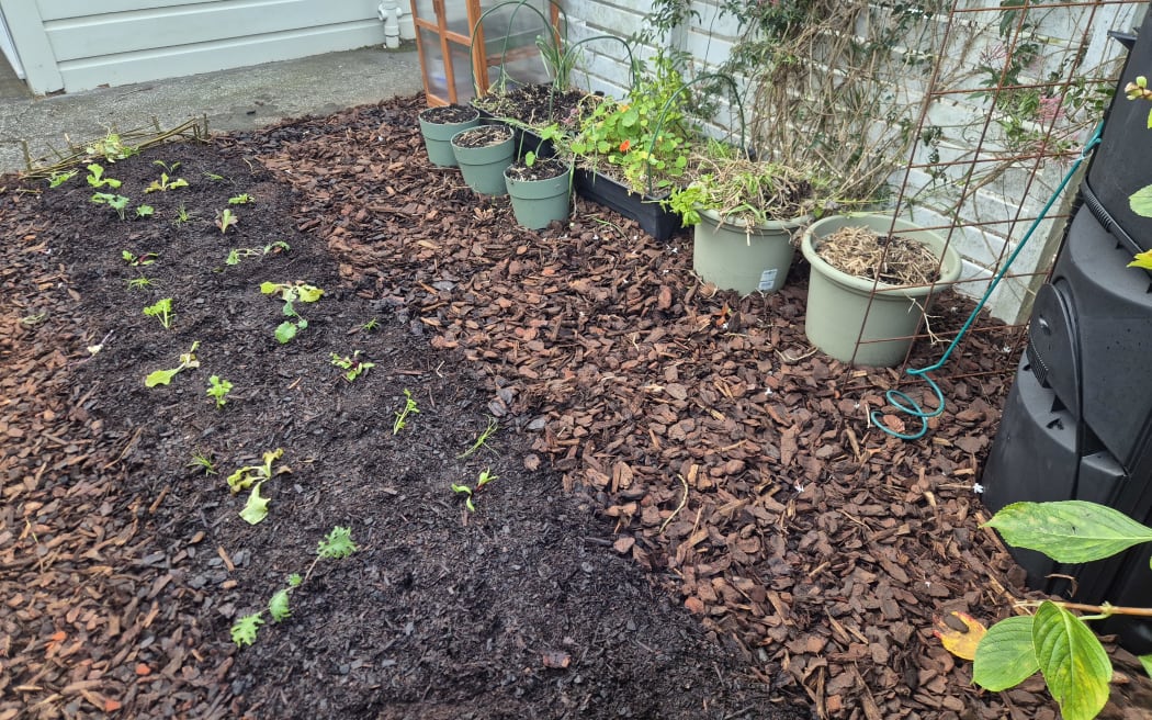 Potatoes and garlic will be planted in the container garden beds later on.