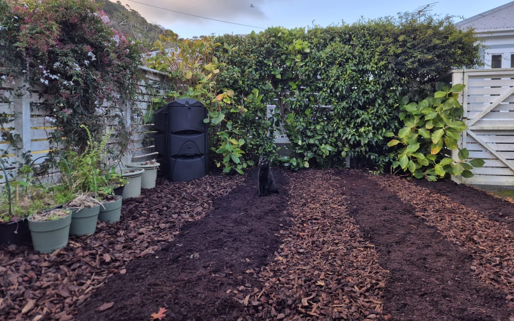 The resident cat inspects the new garden beds.