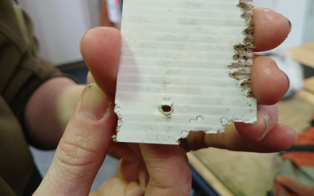A close up shot of a chew card which has been nibbled at along the edges and bottom.