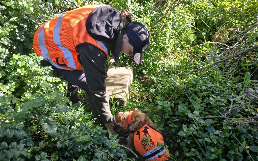 Sally is wearing a high-visibility orange vest, green jacket and baseball cap. She's bent over in dense green vegetation with her hand down in front of Rapu, a small brown dog, also in a matching orange vest.