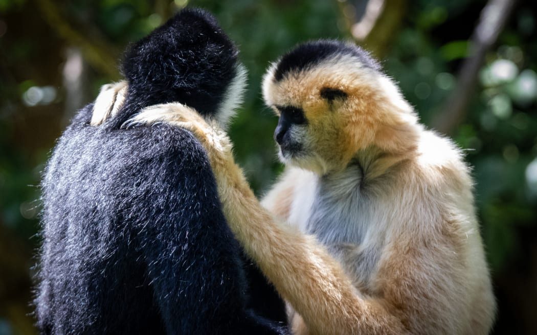 Two gibbons who are face to face shot from the side. There is a dark black gibbon whose face we can't see, and a paler light brown gibbon with a black patch on the top of it's head. The brown gibbon has it's hands on the shoulders of the black gibbon.