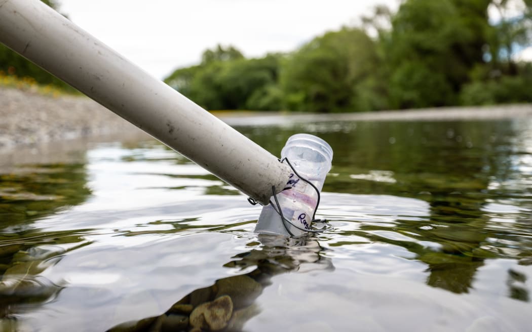 Testing the water of the Selwyn River