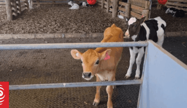 Hopes dairy boom will buffer farmers' 'tight' profits due to war in Middle East