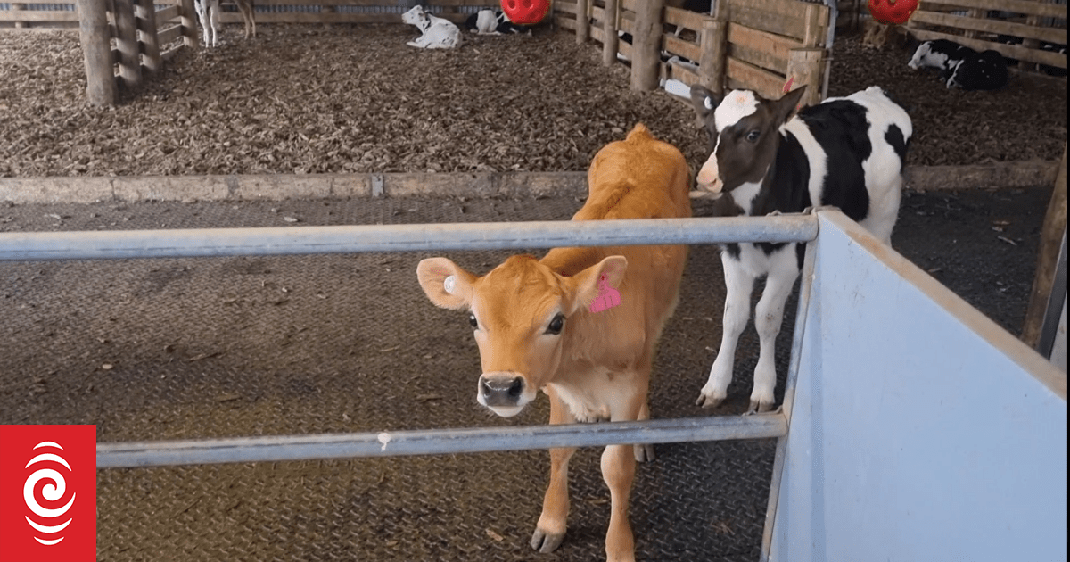 Hopes dairy boom will buffer farmers' 'tight' profits due to war in Middle East