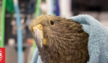 Kea conservationists appeal to local government for help to save native birds