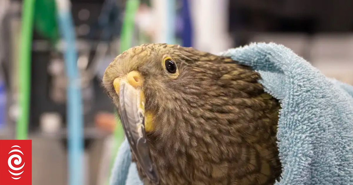 Kea conservationists appeal to local government for help to save native birds