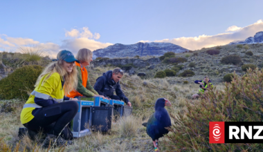Rees Valley turns love nest as threatened takahē thrive