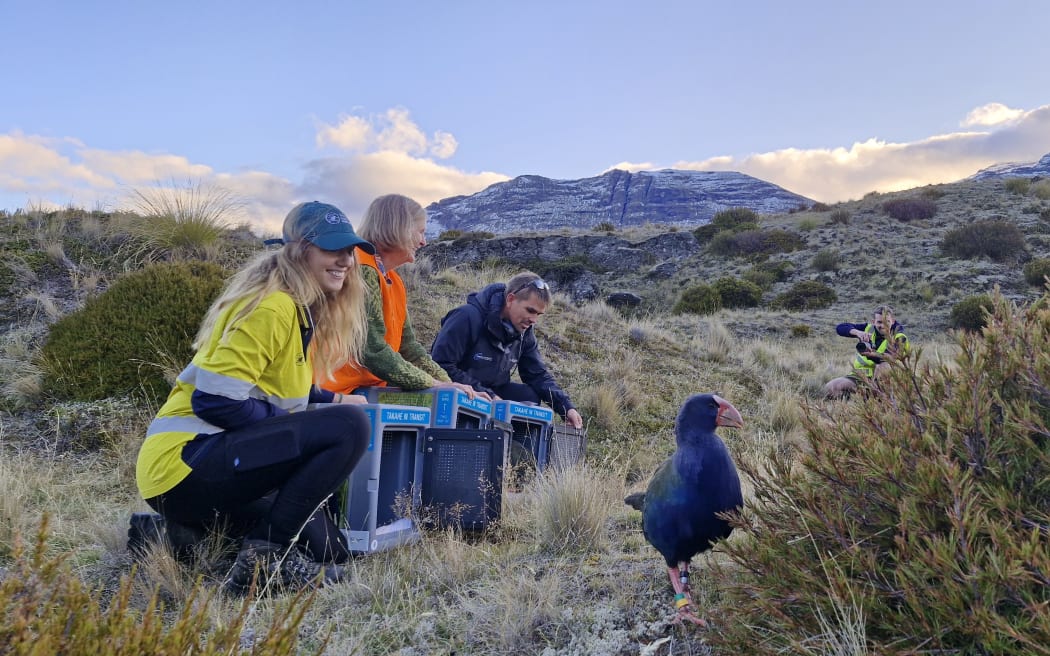 Chrissy (left) and others releasing takahē into the Rees Valley.