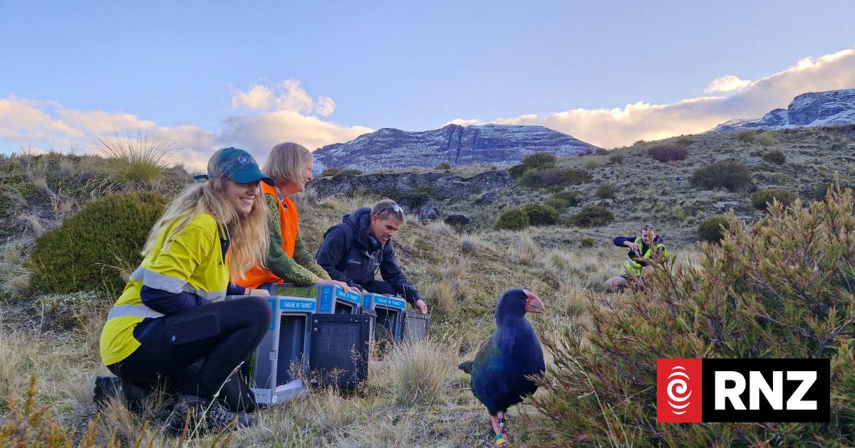 Rees Valley turns love nest as threatened takahē thrive