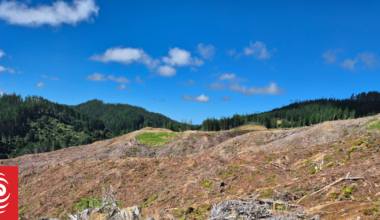 NZ's new forestry rules promise consistency. Will they also increase environmental risk?