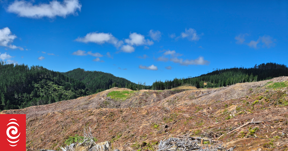 NZ's new forestry rules promise consistency. Will they also increase environmental risk?