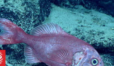 Large part of Chatham Rise fishery to close to protect orange roughy spawning areas