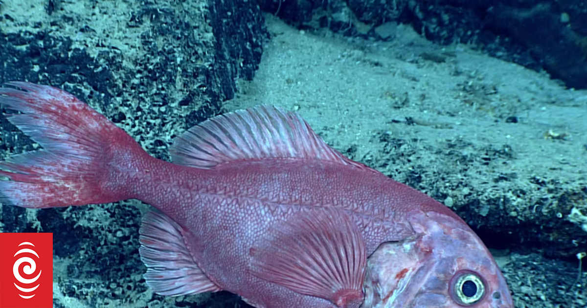 Large part of Chatham Rise fishery to close to protect orange roughy spawning areas