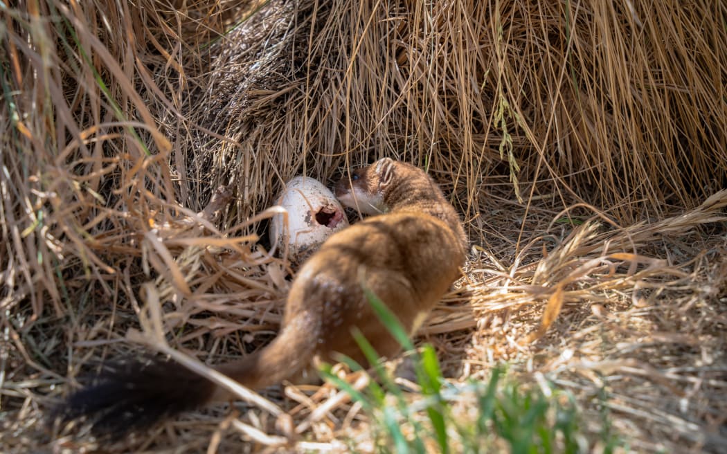 Stoat eating an egg.