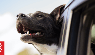 Afterpay having 'direct impact' on number of dogs Auckland Council shelters euthanise