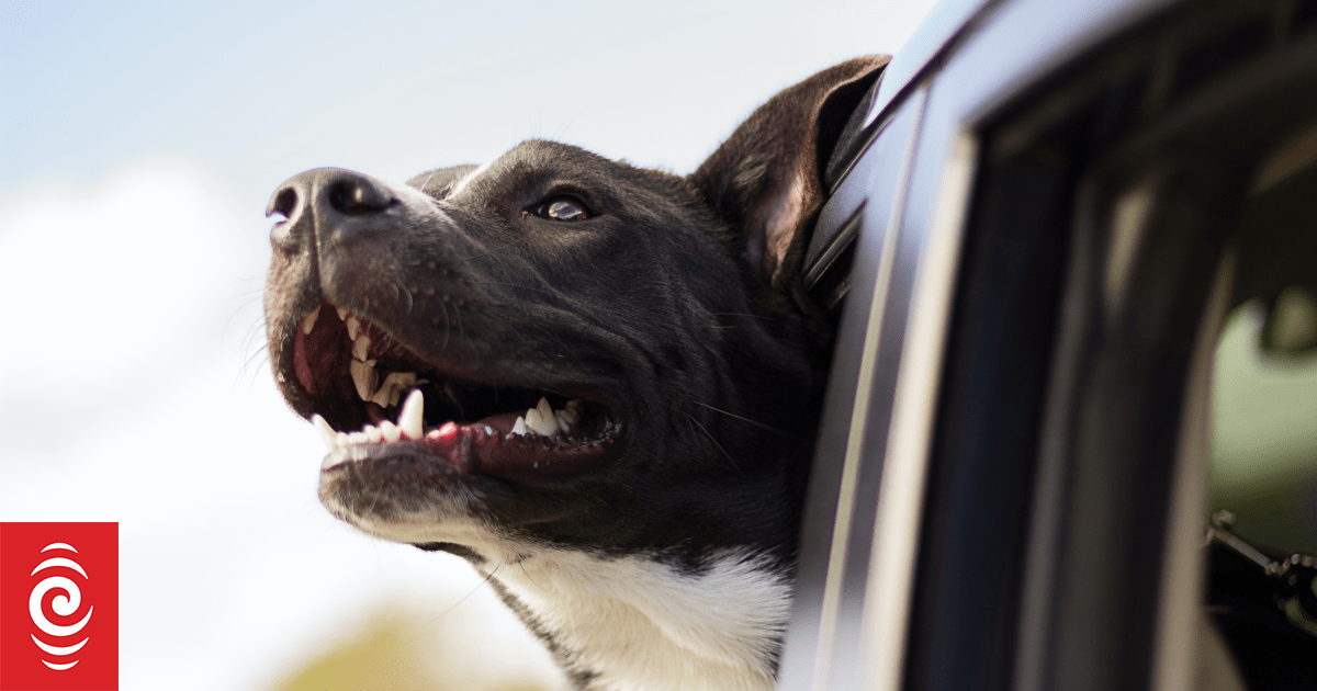 Afterpay having 'direct impact' on number of dogs Auckland Council shelters euthanise