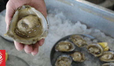 Waimana Marine fined $24,000 for moving Bluff oysters from parasite-controlled area