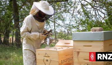 Apiculture NZ group survives last chance vote, eyeing a 'fresh start' restructure