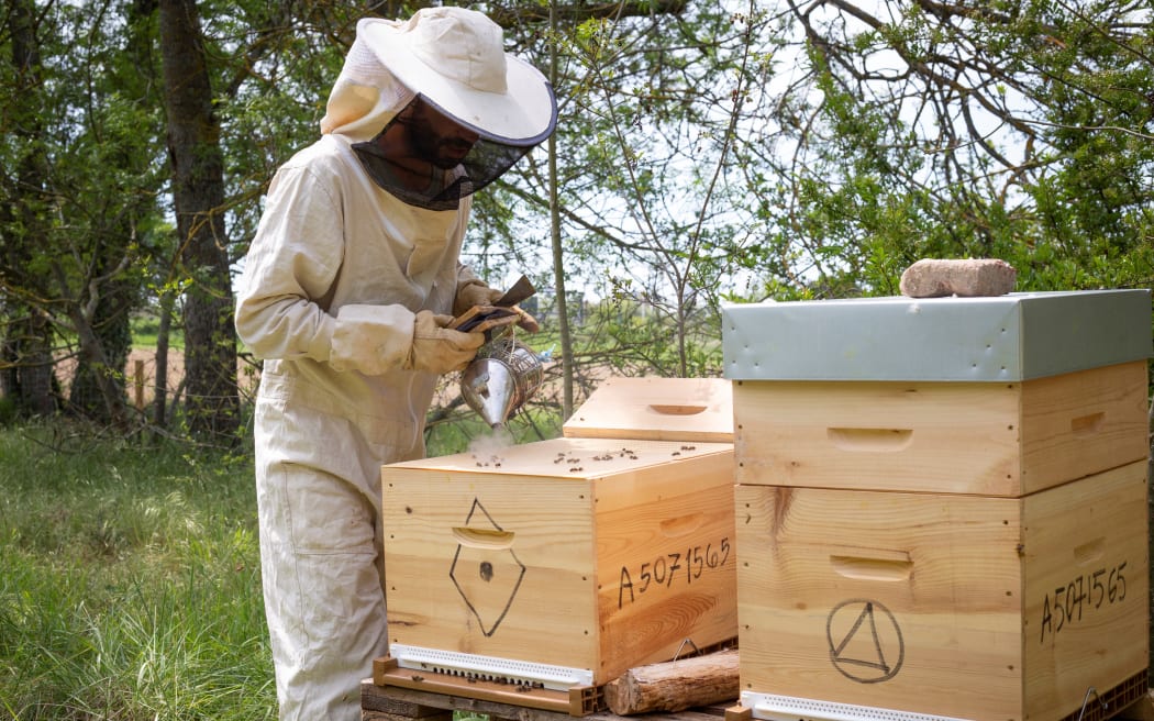 A beekeeper works and opens his hives to check the honey production. Photograph by Arnaud Chochon / Hans Lucas.