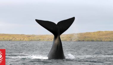 Southern Right Whale freed after being tangled in a cray pot line