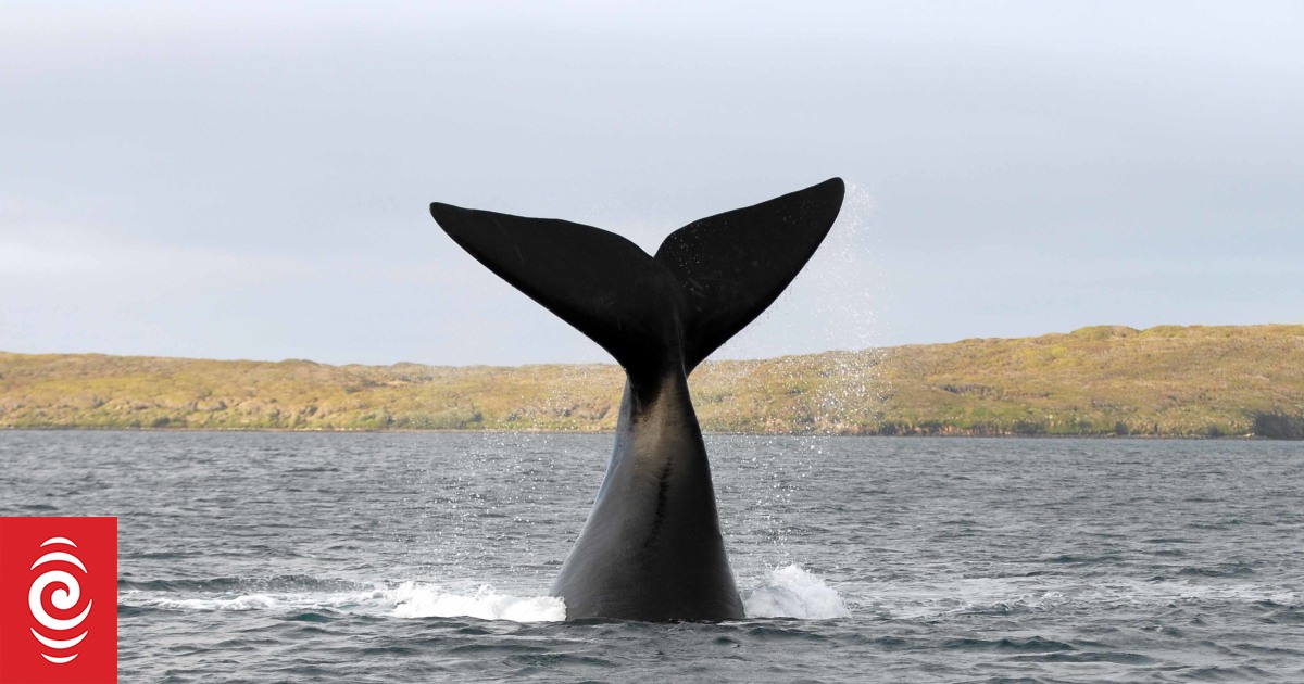 Southern Right Whale freed after being tangled in a cray pot line