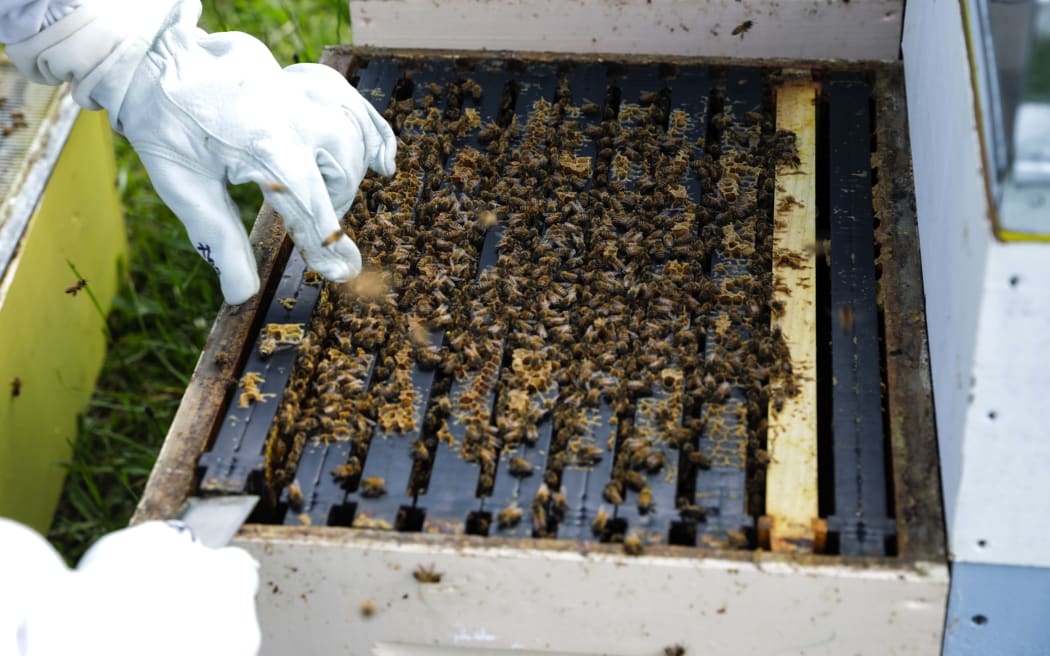 Beekeping at Island Bay Marae.