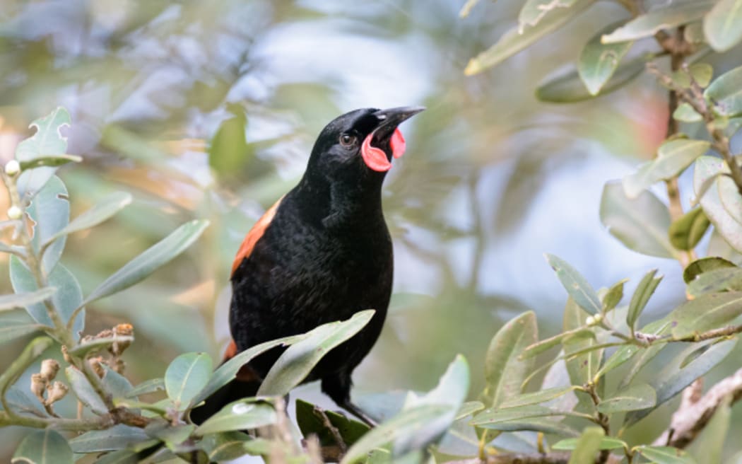 Native manu Tīeke (saddleback) on Little Barrier Island.