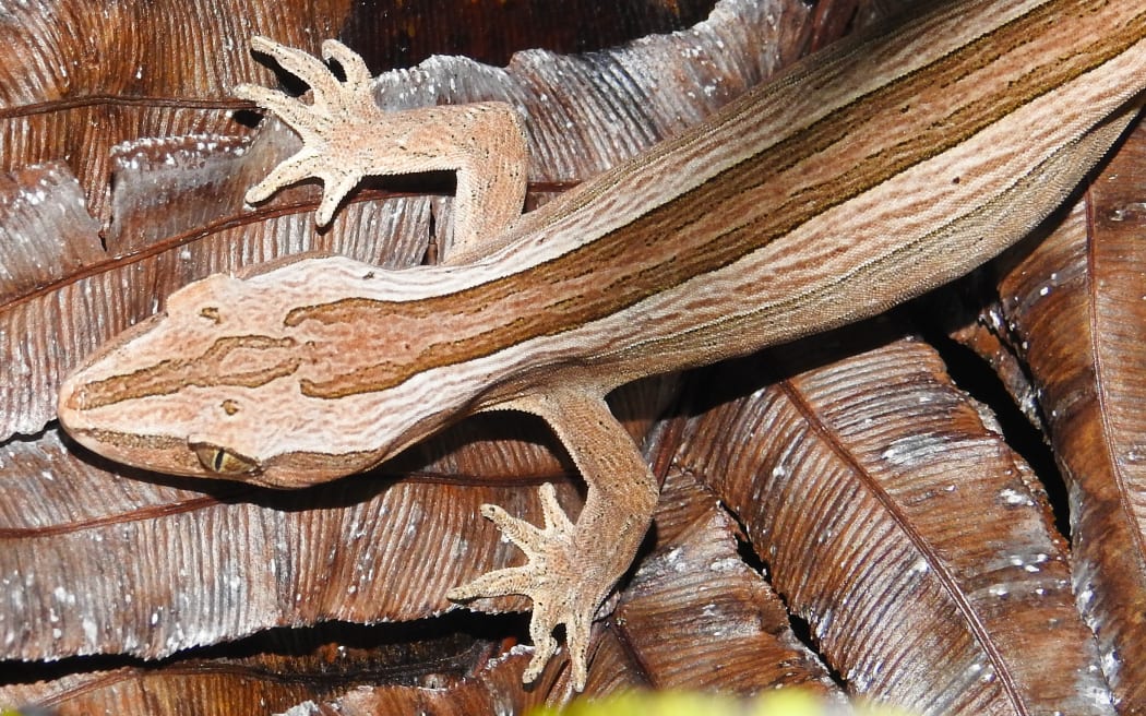 Northern striped gecko are skilled at camouflage.