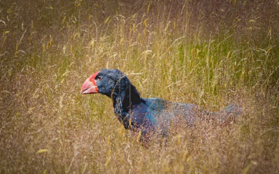 Takahē are thriving in the Rees Valley, near Glenorchy.