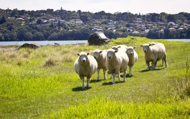 Te Arai i Tautahi Ambury Regional Park.