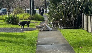 Elderly Huapai man attacked by two dogs dragging a chair, animals seized