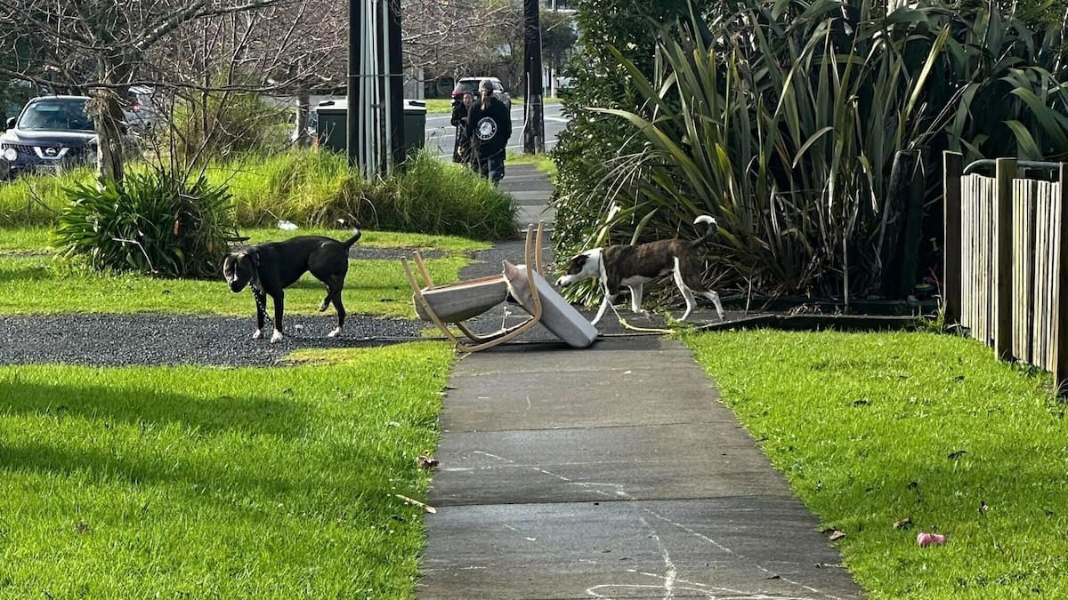 Elderly Huapai man attacked by two dogs dragging a chair, animals seized