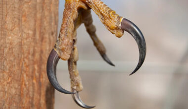 Study suggests four-winged raptor preyed on early birds in China